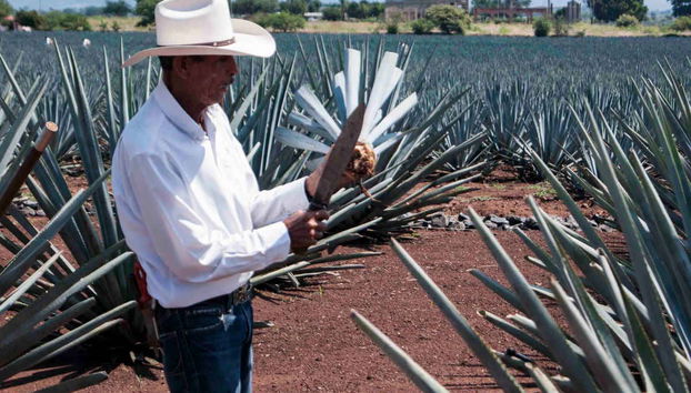 Day Trip to Tequila - Foto 3