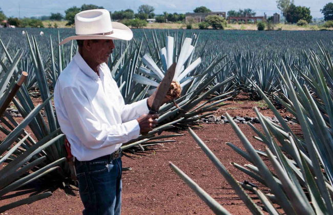 Day Trip to Tequila - Photo 3