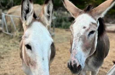 Tranquil Modern Cabin with Friendly Farm Animals & Pond Views Near Cedar Creek, Texas - Photo 22