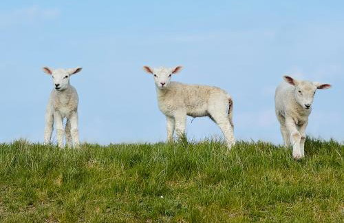 Sonnenblumenhaus - Foto 36