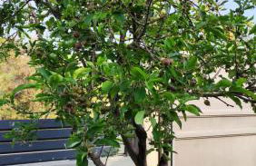 Urbi Garden - Foto 32