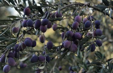 Le Grand Bouteillan - Foto 39