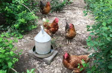 Lower Buckton Country Living Big House near Ludlow 6 bedrooms sleep 12 - Foto 15