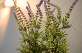 Afonso's House Gerês I - Foto 33