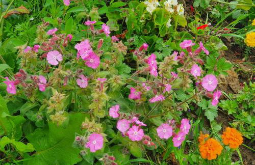 Double Decker Bus on an Alpaca Farm Sleeps 8 - Foto 104