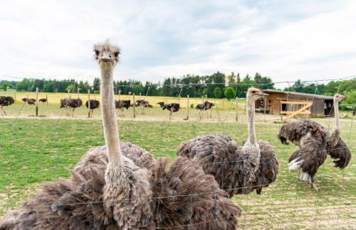 Beutenmühle Straussenfarm Dach - Foto 35
