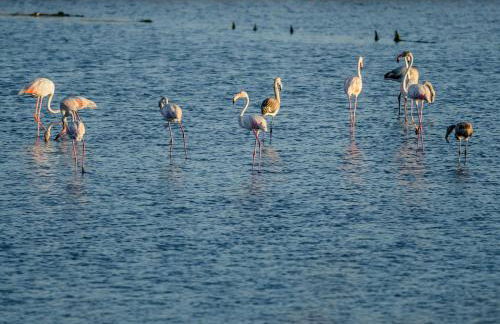 Buarcos Ocean Village - Foto 51