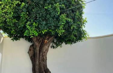 Vila Lana - Heated pool - Sea view - Two independent floors - Foto 19