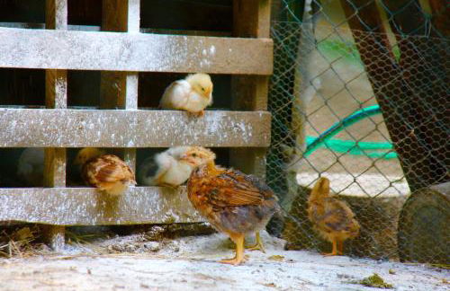 Agriturismo Biologico Villa Rosa - Photo 70