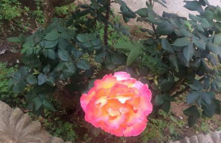 Manzoni Apartment - Foto 21