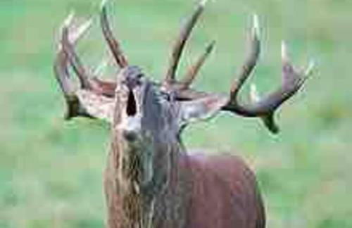 Les Maisons du Bonheur & Balnéo - Photo 76