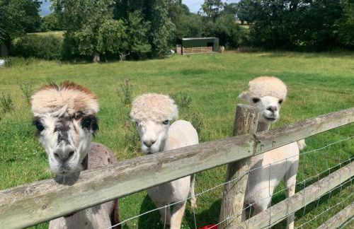 Dwylig Isa Holiday Cottages - Photo 69