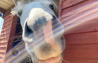 The Barn - Batley West Yorkshire - horse stays - Foto 28