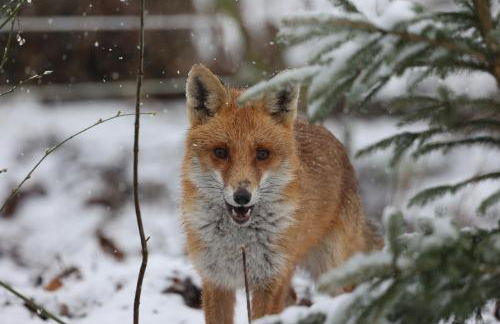 Mecklenbü mit Teich, Kamin, Sauna und Hotpott - Foto 23