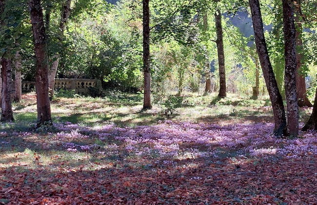 Château d'Argentonesse - Foto 54