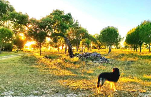 Casas Herdade do Convento da Serra - Foto 10