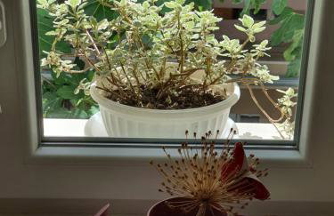 Kuća za odmor Žinžula - Foto 13