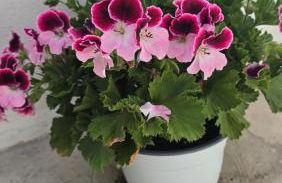 Los Frailes 28 - Foto 37