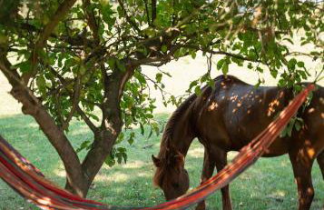 Domki Na Ranczo - Foto 23