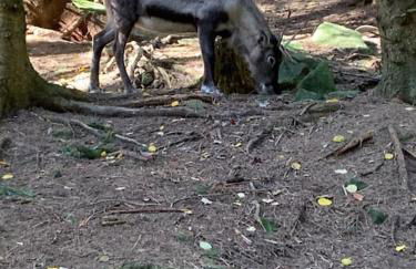 Chalet des Jonquilles - Au calme, bordant la forêt - Foto 29