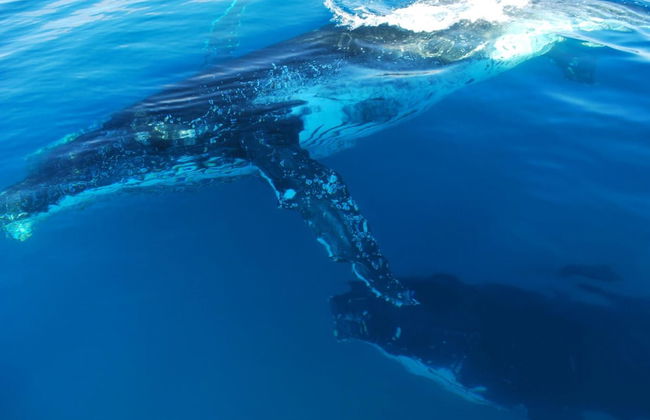 Shelly Bay Resort - Foto 58