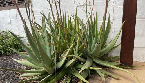 Parque Holandés Fuerteventura casa Mayte - Foto 5