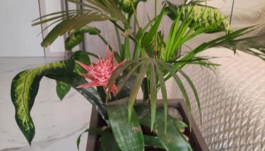 MiNi Paradise - Foto 4