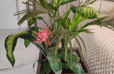 MiNi Paradise - Foto 4