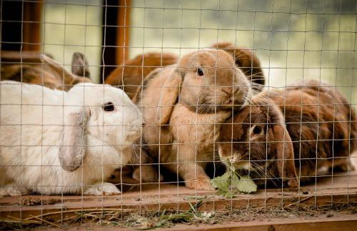 Nengshof Ferienwohnung Wildrose - Foto 29