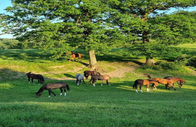 Amazing Lodge With Shared Pool - Photo 20