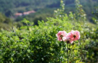 Casa de Chica Ecoturismo - Foto 19