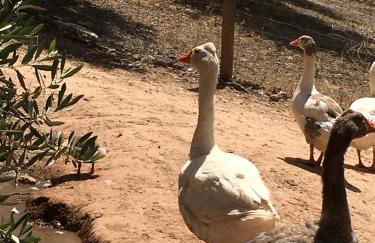Casas Rurales La Loma Del Carrascal - Foto 40