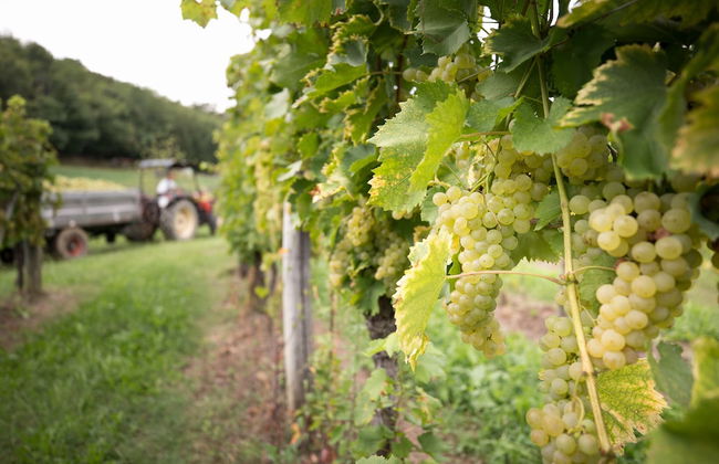 Il Roncal Wine Resort - Foto 25