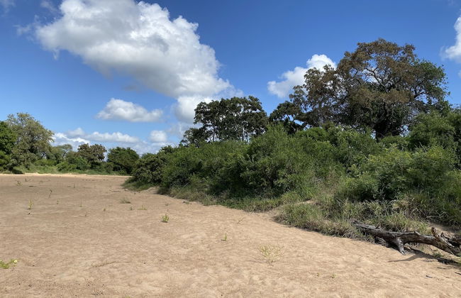 Kruger Untamed - Tshokwane River Camp - Photo 55