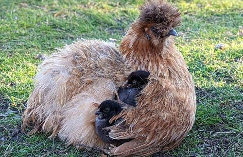 Helenes Ferienwohnung auf dem Bauernhof - Lausitzer Seenland - Foto 39