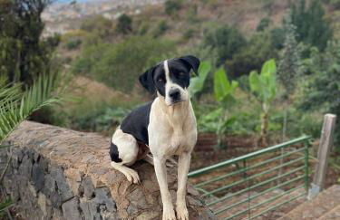 Finca rural House Tenerife Relax And Enjoy - Foto 50