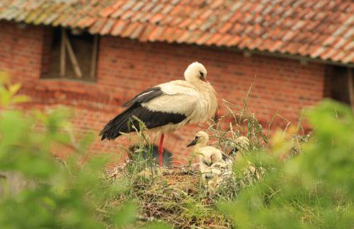 Żywkowo Bocianie Gospodarstwo Rolne - Foto 24