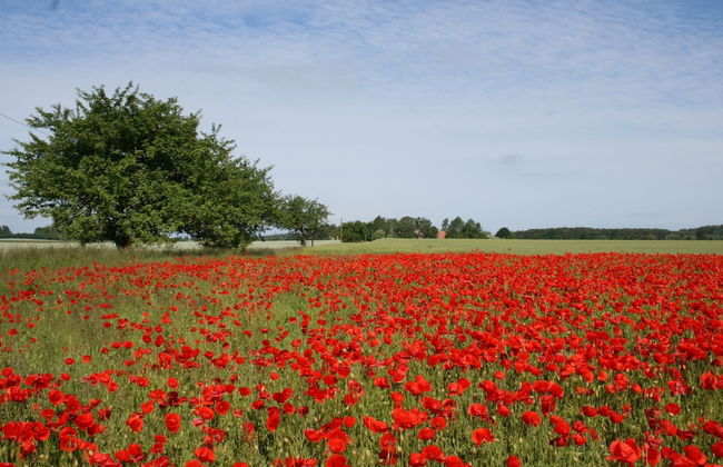 Ferienwohnung in Brusow an der Ostseekueste - Foto 38