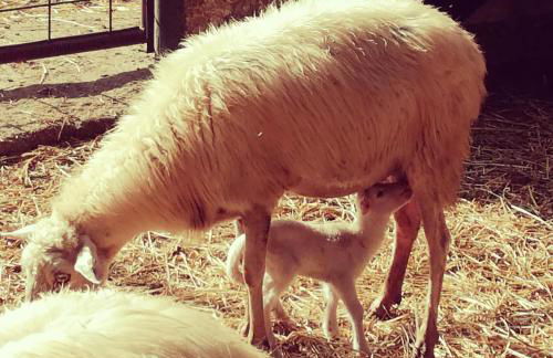 Agriturismo Torrevecchia - Foto 59