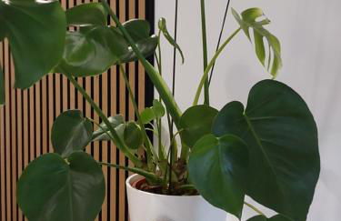 Ferienwohnung Toni - Foto 11