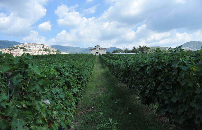 Cincinnato Wine Resort - Foto 16