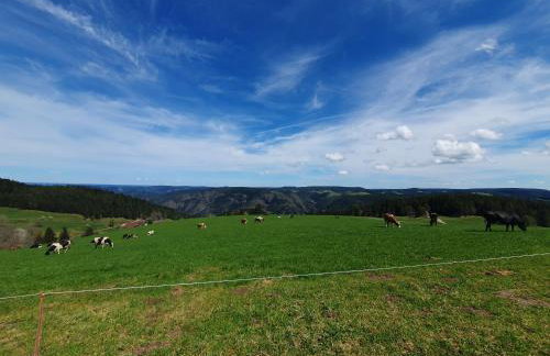 Haus Schanzenblick Fewo11 im Herzen des Schwarzwaldes - Foto 11