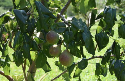 Agriturismo Il Colle - Foto 148