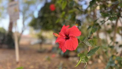 3 Room Apartment S Jõao Caparica - Foto 2