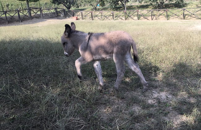 Cascina Il Bricco - Foto 27