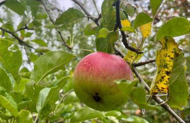 Green House kuća s 4 spavaće sobe - Foto 43