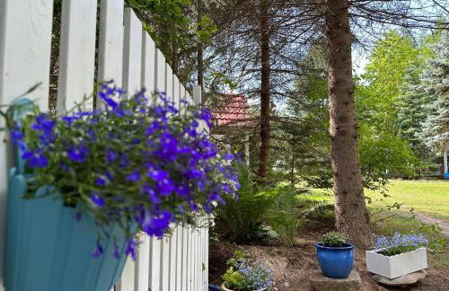 Kwiat Paproci - Foto 58