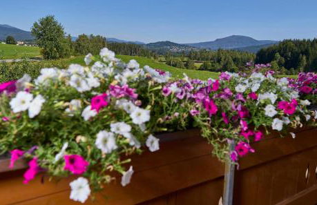 Bauernhof Bauer - Foto 3