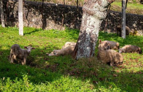 Casa dos Leões- Aldeia dos 4 abades - Foto 36