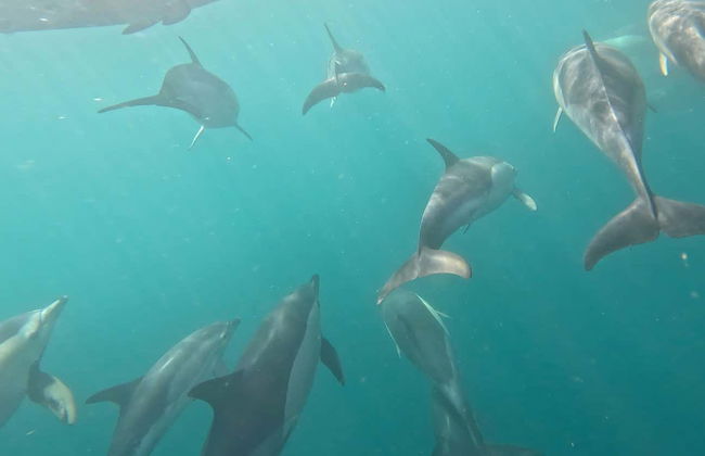 Barco por las cuevas de Benagil + Avistamiento de delfines - Foto 11